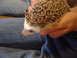 2001 Ford Mustang - A hedgehog is held in hands over a person's lap wearing blue jeans.