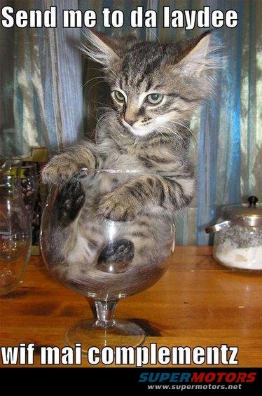 cat1.jpg 