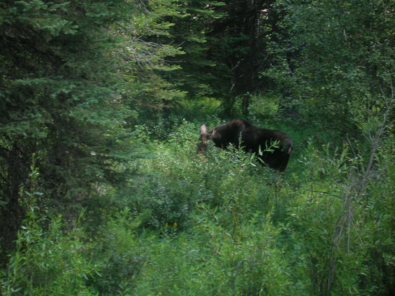 Moose eating in dense green foliage with trees in background