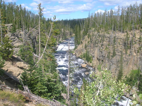 River flowing through a rocky canyon with pine trees on the sides