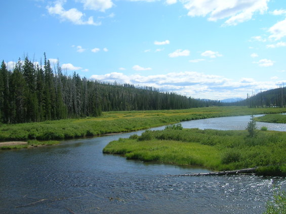 River winding through a green meadow with a dense forest in the background under a blue sky with clouds