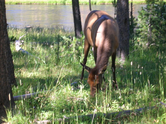 Elk grazing in a grassy area next to a body of water with trees