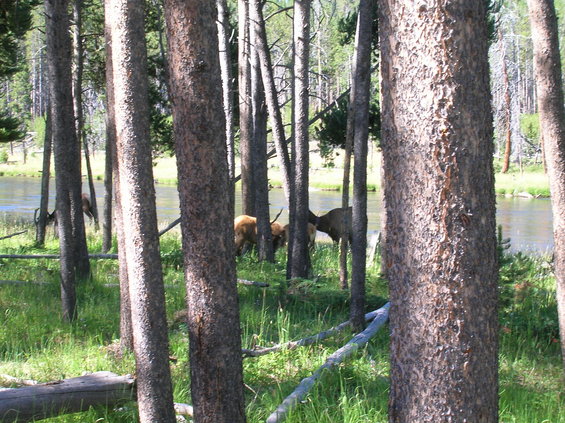 Elk graze near a river through a forest of pine trees