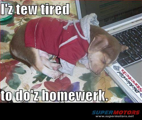 dog7.jpg