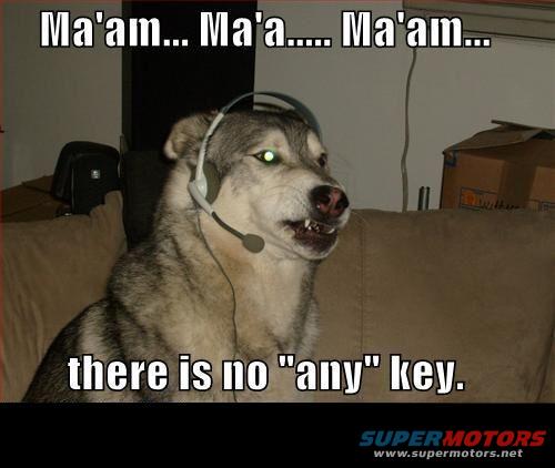 dog8.jpg