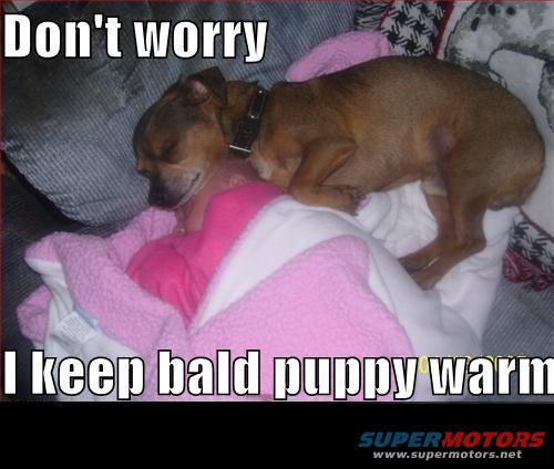 dog10.jpg