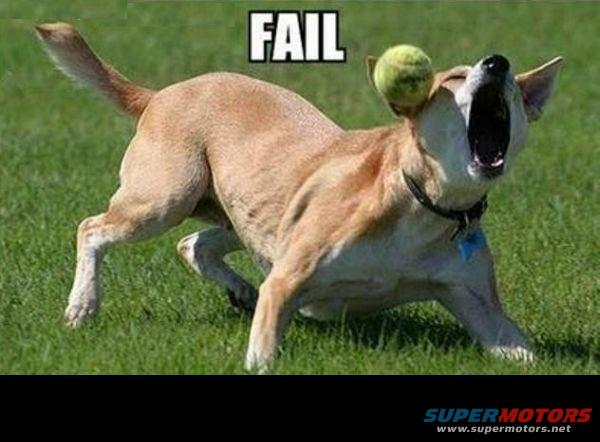 dog with a tennis ball on its head, text says FAIL