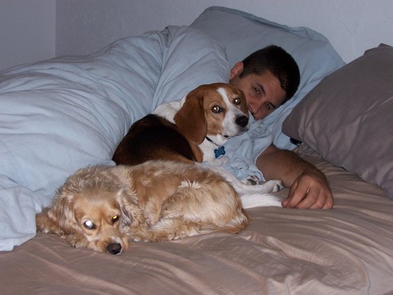 Beagle and spaniel mix dogs resting with a man in bed