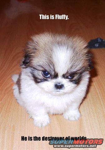 fluffy.jpg fluffy