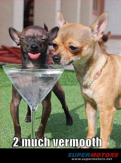 Two chihuahuas, one with its head in a martini glass, on green turf