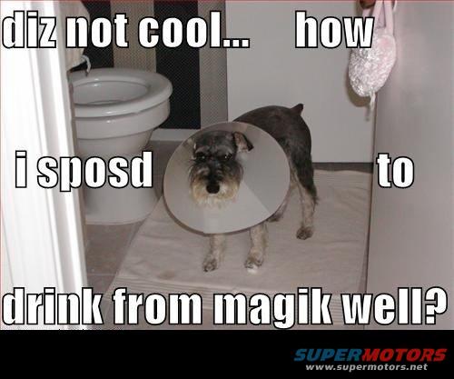 Schnauzer wearing a cone of shame stands on a bathmat next to a toilet