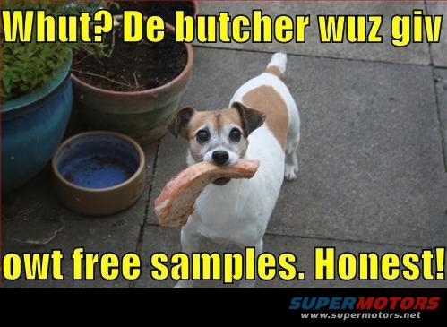 Dog holding a large piece of meat in its mouth, standing on a paved surface near potted plants