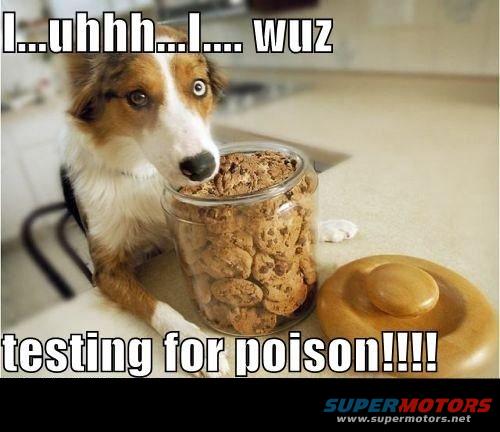 Dog looking at a jar of cookies with text that says 'I... uhhh...I... WUZ testing for poison!!!!'