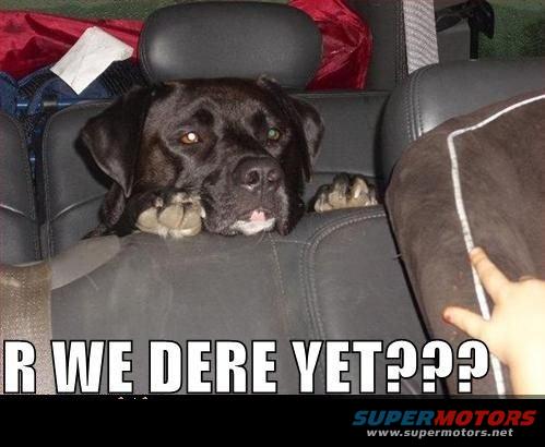 Black dog with paws on car seat, text "R WE DERE YET???" below