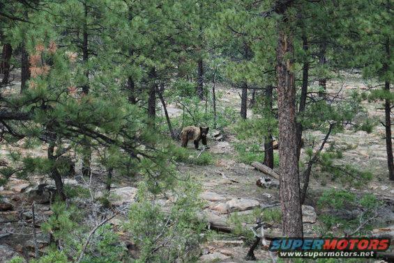Bear walking in a wooded area