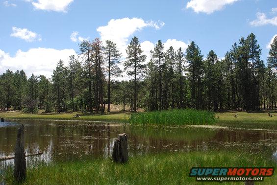 Lake with tall pine trees and green grass under a blue sky with clouds
