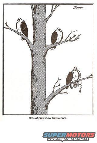 Cartoon birds sit in a tree, one has a boombox
