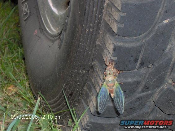 im001042.jpg locust farther out of shell