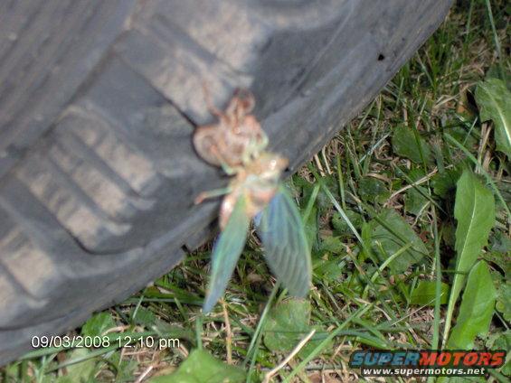 locust even farther out of its shell