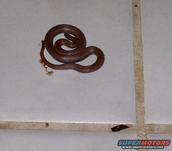 snake.jpg