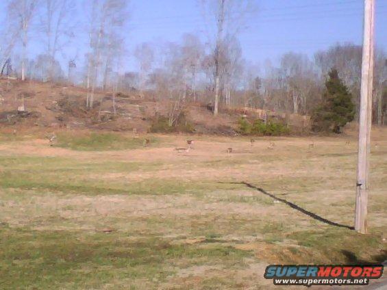 deer1.jpg 