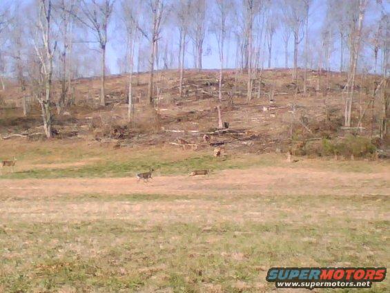 deer2.jpg 