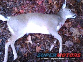 deer3.jpg 