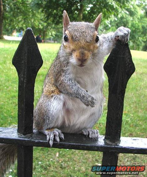 squirreldude.jpg