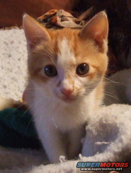 kitten-face.jpg 