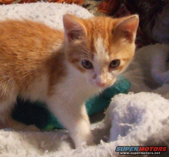 kitten-three-qtrs.jpg