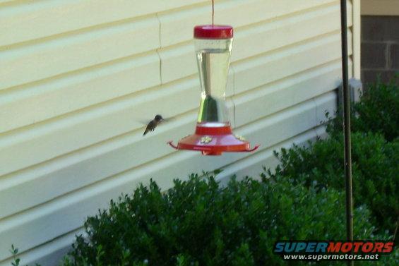 uncle-bills-010.jpg Humming brid