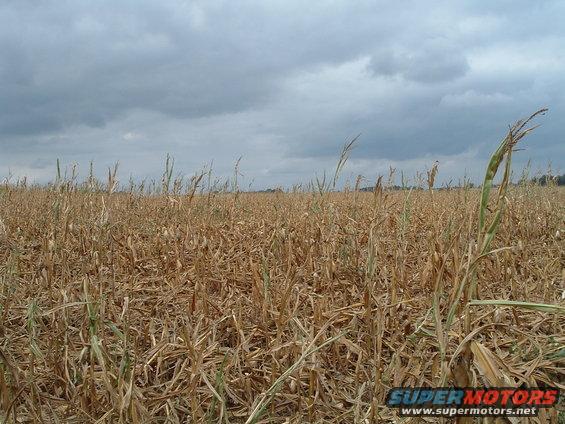 wind-damage-001.jpg 