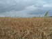 1995 Mercury Grand Marquis - Dried corn field under a cloudy sky. The Supermotors.net logo is visible in the bottom right corner.