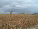 1995 Mercury Grand Marquis - A wide shot of a harvested cornfield under a dramatic, cloudy sky. The Supermotors logo is visible in the corner.