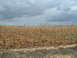1995 Mercury Grand Marquis - A wide view of a harvested cornfield under a cloudy sky, with a dirt track visible at the bottom.