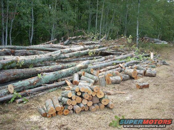 Pile of cut logs in a wooded area