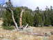 2006 Ford E350 - A scene of nature reclaiming man-made objects, a dead tree and a rusted corrugated pipe in a dry, grassy field.