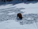 2006 Ford E350 - A lone bison forages in a snow-covered landscape with animal tracks.