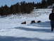 2006 Ford E350 - A person walks away from a group of bison resting in a snow-covered field.