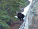 2006 Ford E350 - A black bear wearing an orange tag is seen in a wooded area with snow patches.