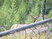 2006 Ford E350 - An elk rests behind a fallen log in a wooded area with tall grass and pine trees.