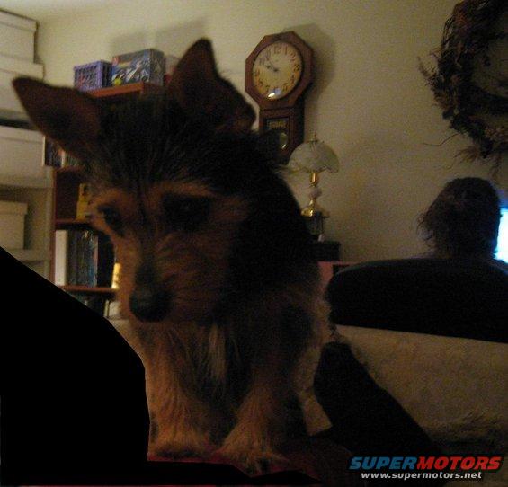 img_0001.jpg Tobi begging 9-18-08