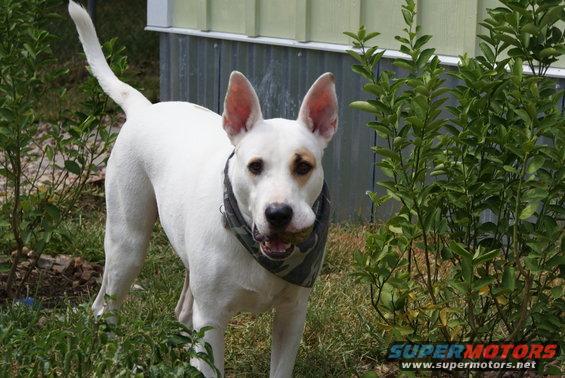 White dog with bandana and ball in mouth, standing in grass