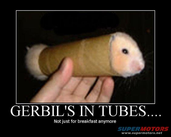 gerbilmotivator.jpg 