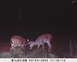 1985 Ford Ranger - Two deer are visible in this nighttime scene, captured by a trail camera on September 4, 2005.