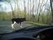 1971 Ford Ranchero - A cow obstructs traffic on a rural road, viewed from the driver's perspective.