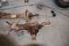 1996 Ford Bronco - Two heavily rusted front axle assemblies are laid out on a concrete floor, with various bolts scattered nearby.