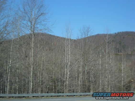 Roadside view of bare trees and a hill under a clear blue sky, with a metal guardrail in the foreground