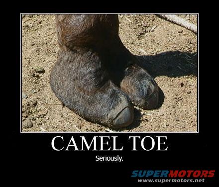 Camel's foot with text 'CAMEL TOE' and 'Seriously.'