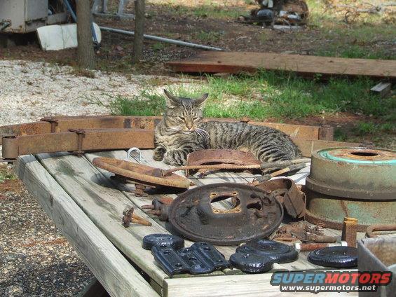 Tabby cat resting on a wooden table covered with rusty car brake parts and leaf springs